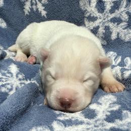 AKC-Zircon - White male Siberian Husky puppy in Centreville, Maryland from Huskies By the Bay
