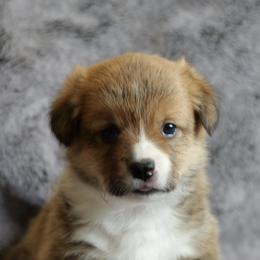 Trisquit - Red female Pembroke Welsh Corgi puppy in California City, California from PiffNPuffcorgis