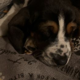 Green boy Euro - Basset Hound puppy in Waukegan, Illinois from Rolling and Howling Basset Hounds and Dachshunds