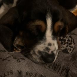 Green boy Euro - Basset Hound puppy in Waukegan, Illinois from Rolling and Howling Basset Hounds and Dachshunds