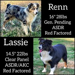 Toy Australian Shepherd puppies from Cotton Country Kennels