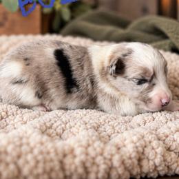 Buzz - Blue merle male Border Collie puppy in Sanger, California from Flying M Cactus Ranch Buddies