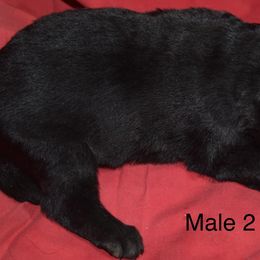 German Shepherd Puppies from Kraften K9