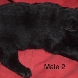 German Shepherd Puppies from Kraften K9