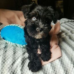 Boy 2 - Black Miniature Schnauzer puppy in Kannapolis, North Carolina from Schnauzer Affinity