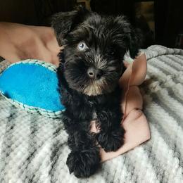 Boy 2 - Black Miniature Schnauzer puppy in Kannapolis, North Carolina from Schnauzer Affinity