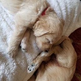 Goldendoodle Puppies from Jennifer's Canines