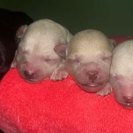 Poodle puppies from Hollywood Furbabies LLC