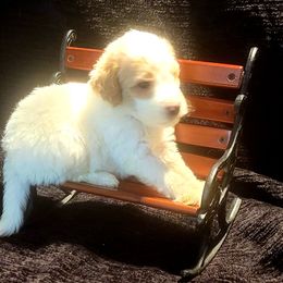 Goldendoodle Puppies from Magical Goldendoodles of Pioneer Valley, MA