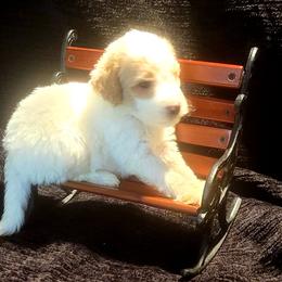 Goldendoodle Puppies from Magical Goldendoodles of Pioneer Valley, MA