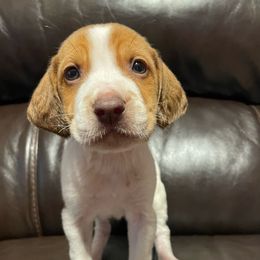 Boy 3 - White and cream American Foxhound puppy in Waxhaw, North Carolina from Setting Sun Kennel