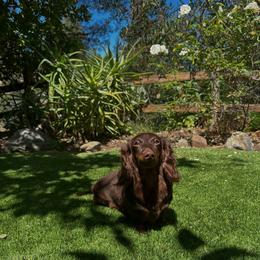 Amity - Dachshund