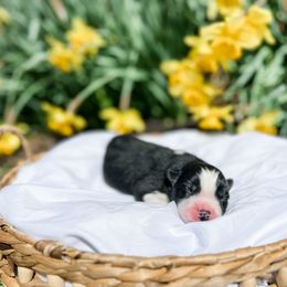 Siberian Husky Puppies from Wooly Woof Siberians
