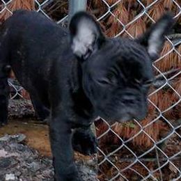 French Bulldogs from Biglovebullys