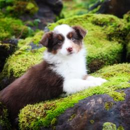 Victoria - Red merle female Miniature American Shepherd puppy in Battle Ground, Washington from Casita Miniature American Shepherds