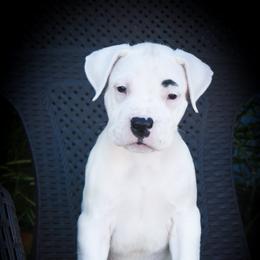 Deimos - White male Dogo Argentino puppy in San Diego, California from Debonair Dogos