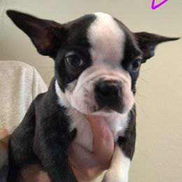 Boston Terriers from Peace bostons