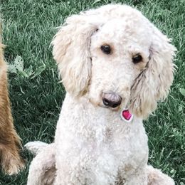 Goldendoodles and Golden Retrievers from Hilltop Homestead Doodles