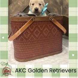 Ms. Teal - Golden female Golden Retriever puppy in Blue Springs, Missouri from Farmstead 51