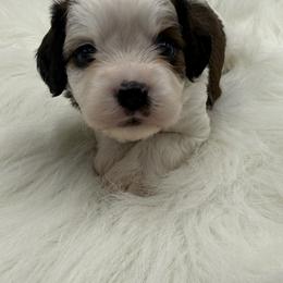 Buck - White male Cavapoo puppy in Mena, Arkansas from Ouachita Gold Diggers