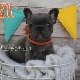 Zoe - Blue female French Bulldog puppy in Loxahatchee, Florida from Blue Wonder Frenchies