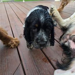 Jr. Mint - Black white and tan female English Springer Spaniel puppy in Perry, New York from Chappell Hill Springers