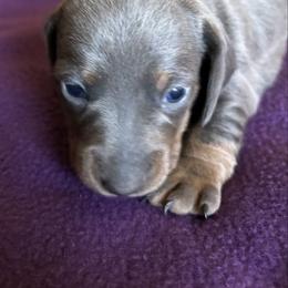 Lil Summer - Gray (blue) and cream female Dachshund puppy in Great Falls, Montana from Dawn's designerDachshunds