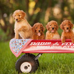 Goldendoodle Puppies from Tejas Doodles