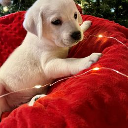 Rain Girl 2 - Yellow Labrador Retriever puppy in Live Oak, California from Blanco Labradors