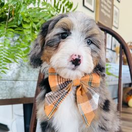 Bernedoodle, Cavapoo, and Goldendoodle Puppies from Royal doodles of Florida