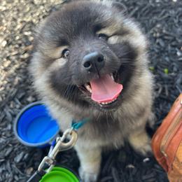 Keeshond Puppies from Hocking Hills Keeshonds