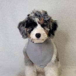 Liberty - Blue merle female Bernedoodle puppy in Williamson, New York from Lakeside Doodles