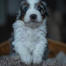 Bernedoodle Puppies from Autumn Vanskiver