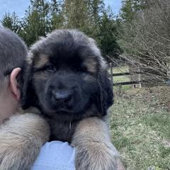 Leonberger Puppies from Tir na nOg Leonbergers