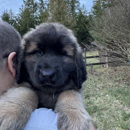 Leonberger Puppies from Tir na nOg Leonbergers