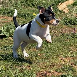 Clay (Clayton) - Black white and tan male Rat Terrier puppy in Molalla, Oregon from The Puppy Patch Rat Terriers