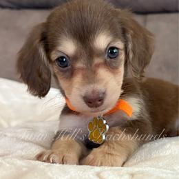 Finnegan - Chocolate and cream male Dachshund puppy in Jonesboro, Illinois from Twin Hills Dachshunds