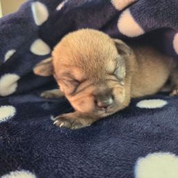 Boy 3 - White male Miniature Schnauzer puppy in Titusville, Florida from Alysha's Grandbabies