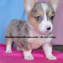 Australian Cattle Dog and Pembroke Welsh Corgi Puppies from Heelers in Texas