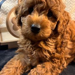 Oscar - Red  male Goldendoodle puppy in White Pigeon, Michigan from Delaryedoodles