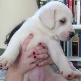 Snow Lady - White Central Asian Shepherd Dog puppy in Staunton, Virginia from Spinaz de Can
