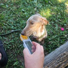 Tulip - Dachshund
