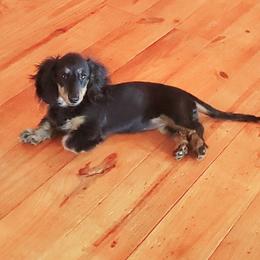 Mabel - Dachshund