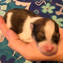 Rowan - Cream sable parti male Pomeranian puppy in Gun Barrel City, Texas from Petite Poms