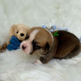 Luca (Green Collar) - Red male Pembroke Welsh Corgi puppy in North Charleston, South Carolina from Corgivilla