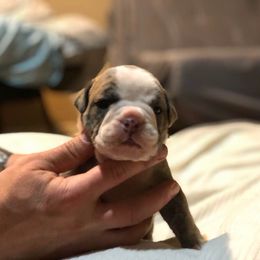 English Bulldog Puppies from Ruza's Bulldogs