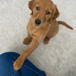 Golden Retriever Puppies from River City Goldens