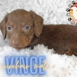 Vince - Chocolate and tan Dachshund puppy in Apple Springs, Texas from Hot Diggity Dogs