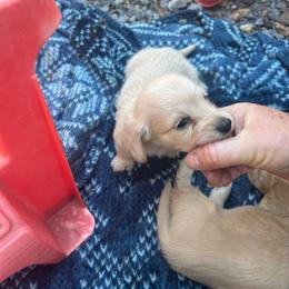 Will - Cream male Dachshund puppy in Tahlequah, Oklahoma from Love Some Dogs Dachshunds & Cavalier King Charles Spaniels,Cavapoos