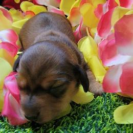 Sophie - Red female Dachshund puppy in Terlton, Oklahoma from CLARK'S BREEDING PROGRAM
